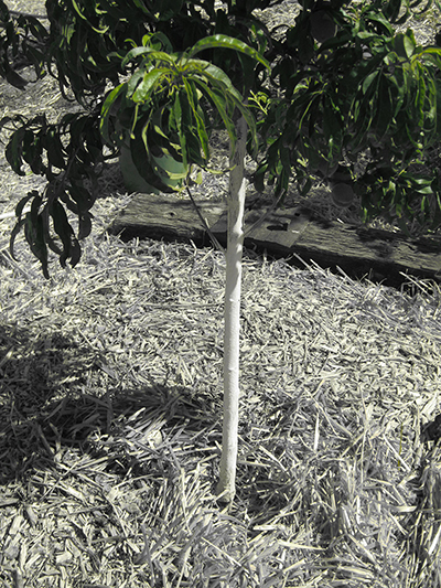 Protect young citrus trees from sunburn by painting trunks with latex paint mixed 50/50 with water.  Submitted photo