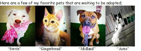 pets-for-adoption-salter