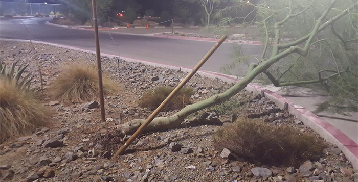 Young palo verdes like this one at Copper Sky were typical victims of the weekend storm.