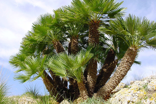 Mediterranean fan palm (Tato Grasso)