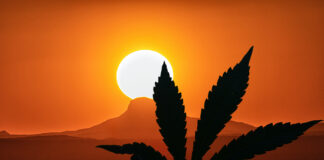 Marijuana in Arizona