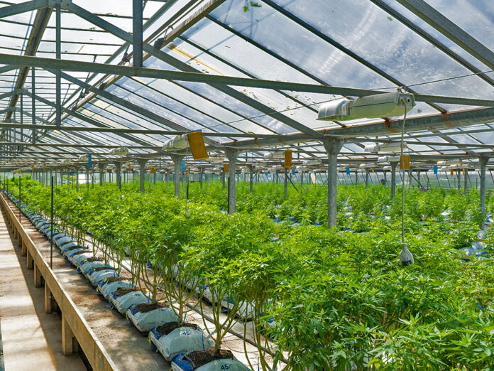 cannabis growhouse