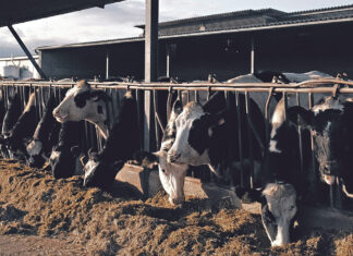 Cows Feedlot Stock