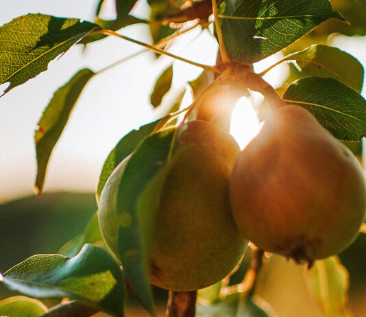 Pear tree stock