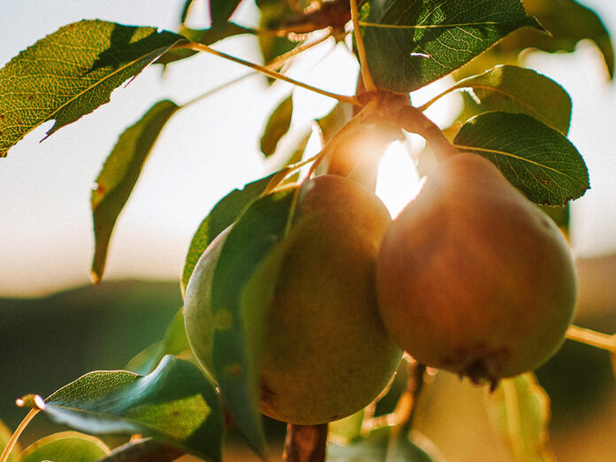 Pear tree stock