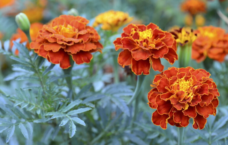 Master Gardener: French marigolds easy to grow, beautiful, yield for many seasons