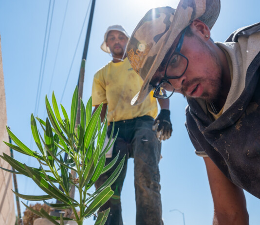 Ignacio Valdez (foreground) and Gary Fields of Prestige Landscaping plant oleanders in 103-degree heat. [Bryan Mordt]