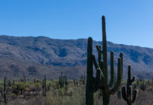 Sonoran Desert National Park [Brian Petersheim Jr.]