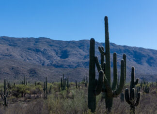 Sonoran Desert National Park [Brian Petersheim Jr.]