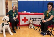 Cherie Mossing and her therapy dog Lexi join Cheyanne Leeds and her beagle, Tiana, for a photo in an emergency shelter at San Diego's Balboa Park on Feb. 4, 2024. The shelter temporarily housed 270 people displaced by intense flooding in San Diego. [Cherie Mossing]