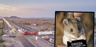 An image of an American deer mouse holding a Pinal County Jail inmate placard over an undated image of State Route 347 and Riggs Road. [Monica D. Spencer, Victor Moreno]