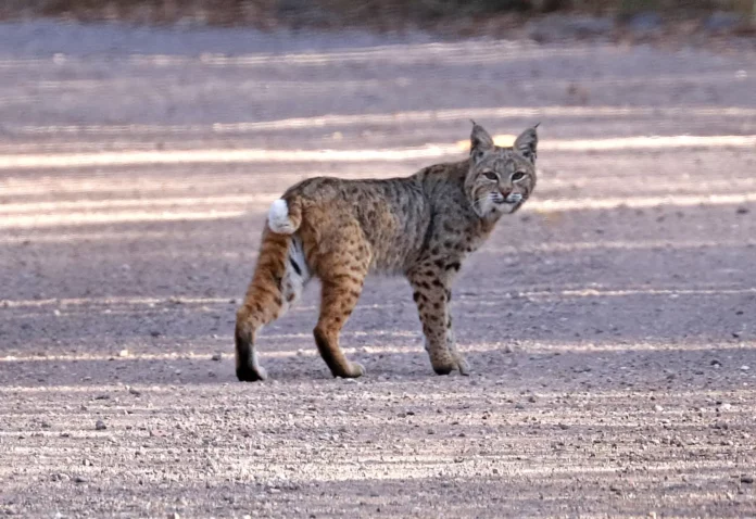Donald McPherson was alarmed when he encountered a bobcat with its pup in his Rancho El Dorado backyard.
