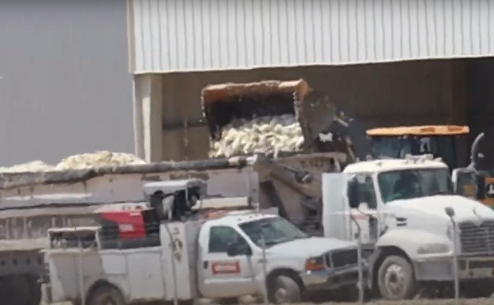 Footage seems to show mass hen dumping as activists say bird flu outbreak may cost taxpayers $38M - InMaricopa